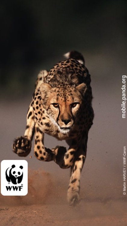 ΤΣΙΤΑΧ WWF_Cheeta.jpg